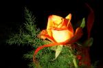 Rose im Morgenlicht