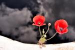 Mohn 1