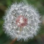 Pusteblume