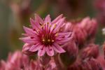 Hauswurz Sempervivum