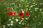 Sommerblumen im Kornfeld