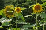 Sonnenblumen