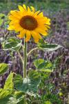 Sonnenblume_1