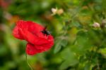 Mohn plus Eins