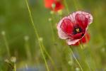 Mohn