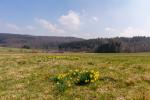 Wildnarzissen im Hunsrück