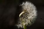 Pusteblume (1)