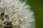 Pusteblume (2)