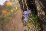 November-Glockenblumen