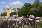 Türkischer Mohn