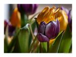 Tulpe