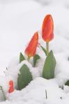 Tulpe im Schnee 1