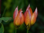 Tulpen