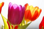 Tulpen_01