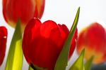 Tulpen_02