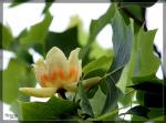 Blüte eines Tulpenbaumes