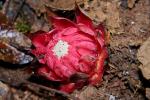 Thonningia sanguinea