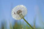 Wanze auf Pusteblume - (Löwenzahn)