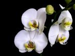 Orchidee 2