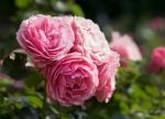 pinke Rose