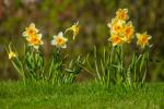 Zwischen Tulpen und Narzissen