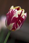 Tulpe 3