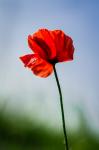 Mohn