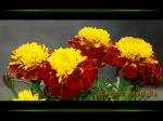 Tagetes tenuifolia