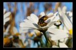 Blume mit Insekt