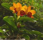 Cattleya 1