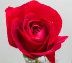 Eine normale Rose