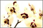 Orchidee1