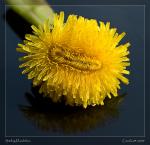 Smiling Dandelion