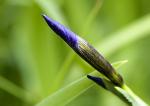 geschlossene Iris