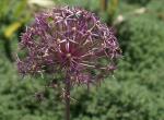 Zierlauch ( Allium Cristophii )