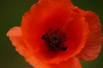 Mohn unbeschnitten