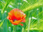 Mohn