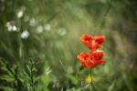 Mohn