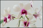 kleine Orchidee