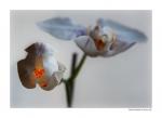 Orchidee im Enstehen