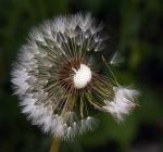 Pusteblume2