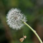 pusteblume2