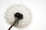 Pusteblume