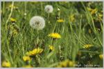 Pusteblume