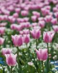 tulips 2