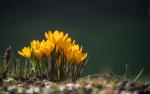 Krokus im Rampenlicht