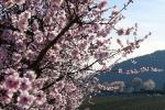 Mandelblütenfest in Gimmeldingen (11)