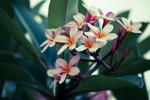 Frangipani -III-