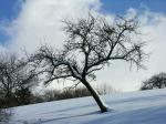 Baum mit Schnee