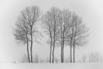 8 Bäume im Schnee II